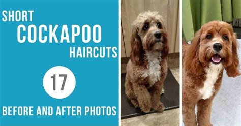 Cockapoo Health Issues: 10 Common Cockapoo Health Problems to Look Out For!