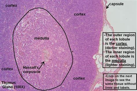 F Thymus Gland 100x 1