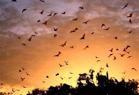 Kalong Island | Secret Bat Island - Komodo National Park