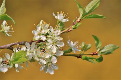 Bildet Natur Gren Blomstre Anlegg Hvit Frukt Blad Blomst Mat