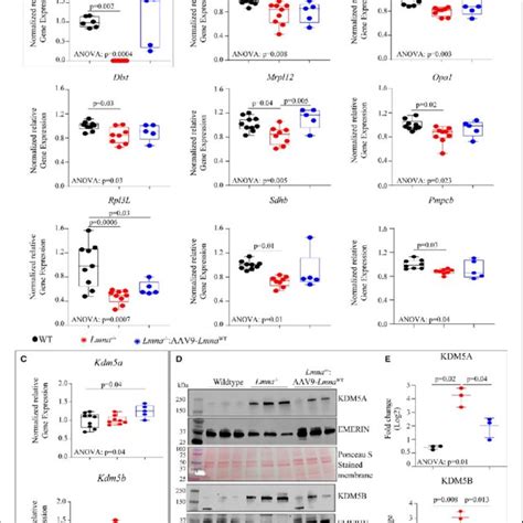 Tomm And Cytochrome C Immunofluorescence If Images Showing Tomm