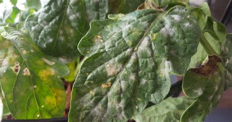 What Do White Spots On Tomato Leaves Mean Reasons How To Fix Them