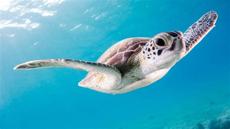 Día Mundial de las Tortugas Marinas 10 curiosidades de la especie en