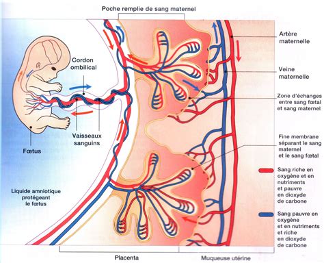 Pingl Sur Anatomie