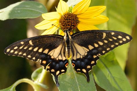 Swallowtail Butterfly