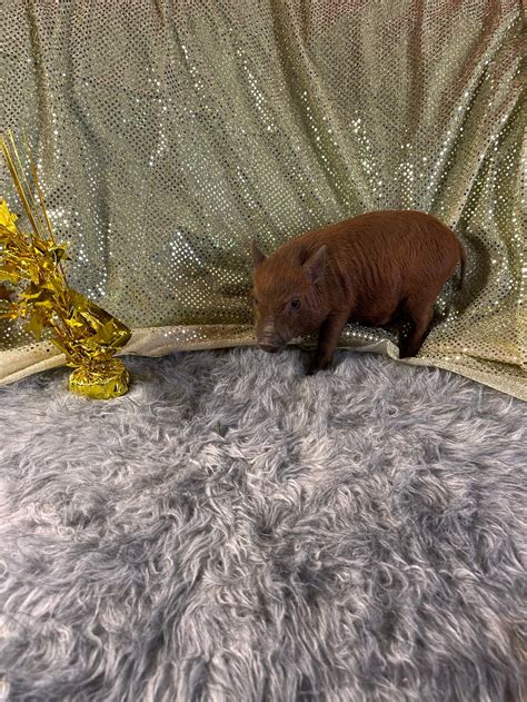 Teacup pigs for sale – Teacup Pigs