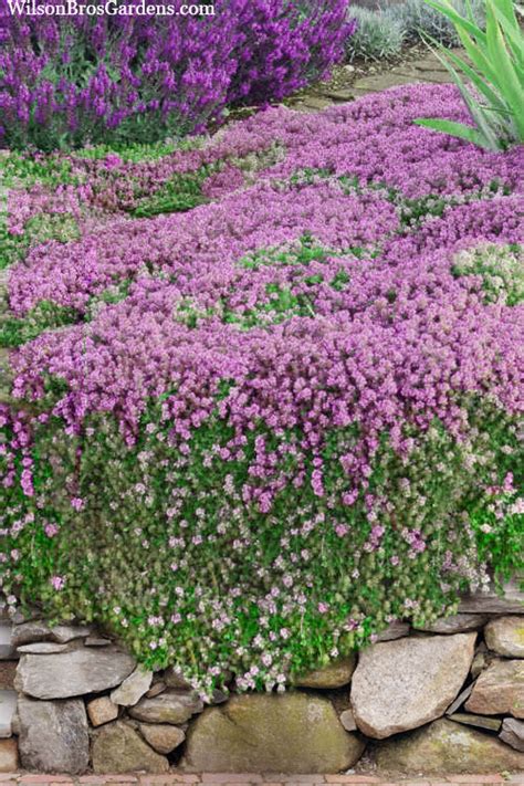 Buy Magic Carpet Creeping Thyme Plants FREE SHIPPING Wilson Bros