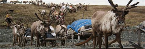 Arctic Indigenous Peoples Arctic Centre University Of Lapland