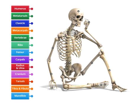 Skeletal System - Labelled diagram