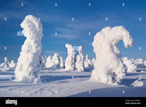 Snowy Forest With Strong Frozen Trees With A Blue Sky And Sun Light In