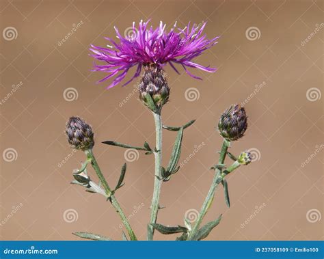 Spotted Knapweed Plant With Flower And Buds Centaurea Maculosa Stock