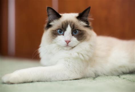 ragdoll cat care simple ways    happy