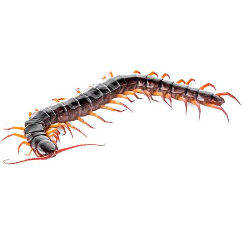 Amazonian Giant Centipede - ReptiChip LLC