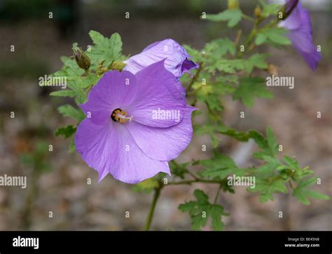 Australian Hibiscus Hi Res Stock Photography And Images Alamy