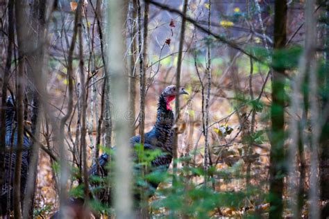 Close Up Of A Wild Turkey Meleagris Gallopavo Hiding In A Wisconsin