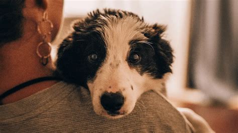 Les Chiens Pleurent Lorsquils Retrouvent Leur Ma Tre