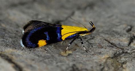 lepidoptera  moths  butterflies earth life
