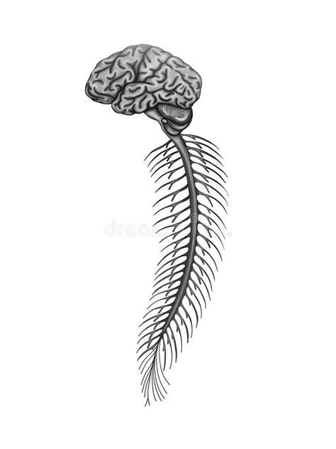 Spinal Cord Stock Vector Illustration Of Detail Anatomy