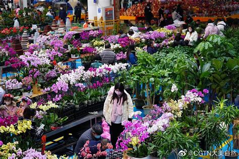 年宵花上市，喜庆迎春！10款经典年宵花盘点，谁是你心中最佳？