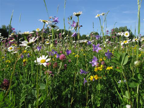 Bl H Aspekte Netzwerk Bl Hende Landschaft