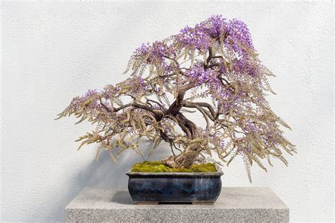 Container Grown Wisteria Guide To Growing Wisteria In Pots