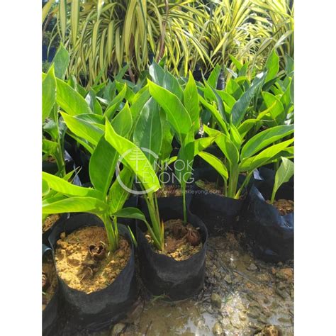 Tkl Outdoor Live Plants Heliconia Psittacorum Rubra Lady Di