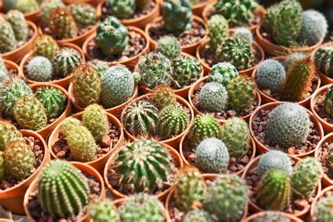 Quick Guide To Learn How To Identify Cactus