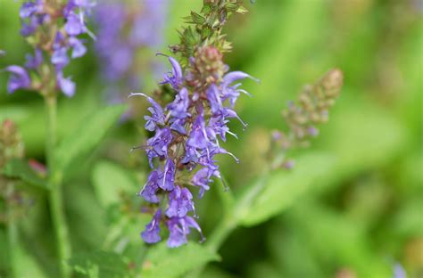 Blue Hill Salvia Plants Facts Growing Tips