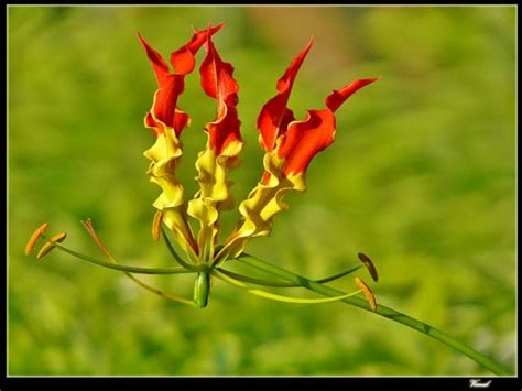 Tamil Makkal Kural Kaanthal Malarkanthal Flowereelam National Flower