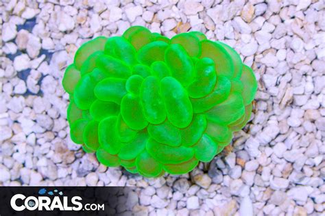 Bubble Coral – Indo GREEN BIG | Corals.com