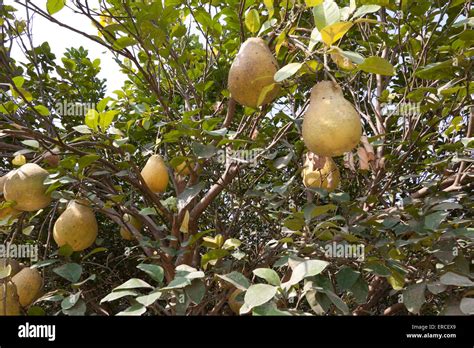 Citrus maxima Pomelo fruit Stock Photo - Alamy