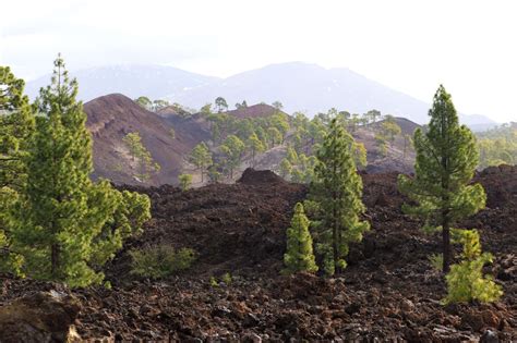 Explore the 3 Best Hiking Trails in Tenerife if you Love Nature