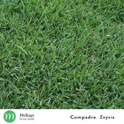 Compadre Zoysia Grass Seed Blend - McKays Grass Seeds