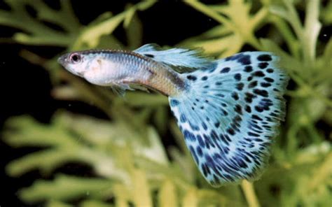 How to Breed Fancy Guppies ~ Breeding Fish