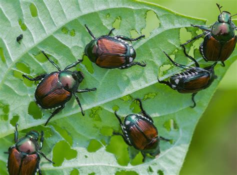 Controlling Japanese Beetles in Your Garden