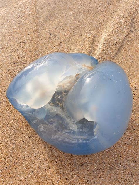 Jellyfish Washed Up On The Beach In Harlyn Cornwall Not Seen Any Like