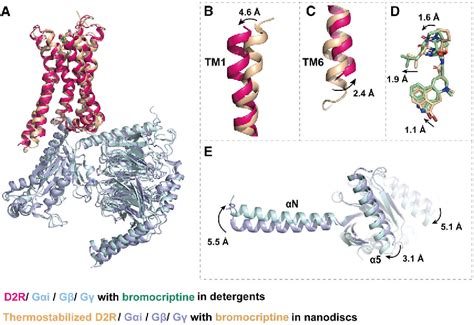 Figure 2 From Structural Insights Into The Human D1 And D2 Dopamine