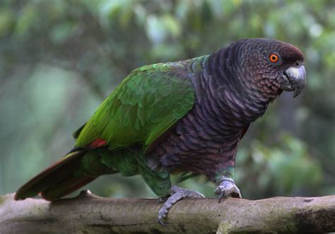 Dominica Imperial Amazon Loro O Amazona Imperial Amazona Imperialis