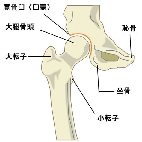 臼蓋形成不全（股関節の痛み） 症状一覧 オアシス整骨鍼灸院