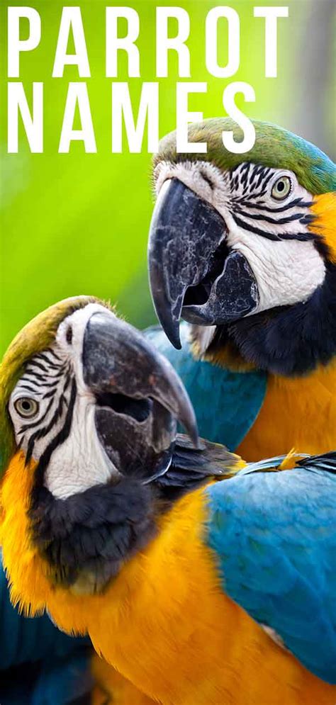 Parrot names – 300 ideas from Macaws to African Greys