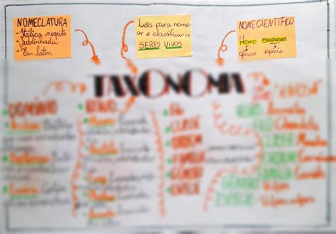 SOLUTION Mapa Mental Taxonomia Studypool