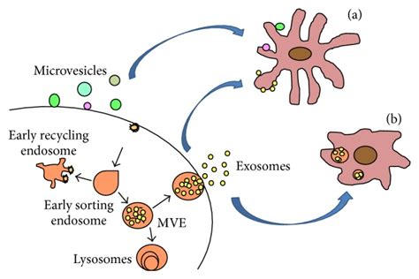 Exosomes – Novel Biomarkers for Clinical Diagnosis | Exosome RNA