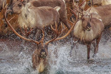 AK Caribou Herd Decline Could Shut Out Nonresident Hunters