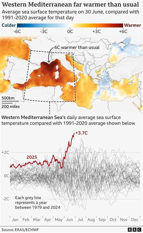 Intense Mediterranean Sea heatwave raises fears for marine life - BBC News