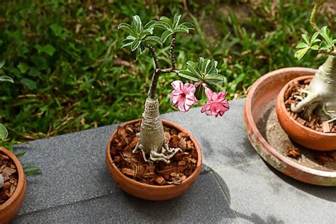 Trimming Desert Rose Plants: Learn About Desert Rose Pruning Techniques Desert Rose Care, Desert ...