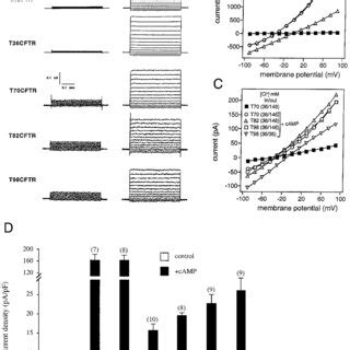 Immunofluorescence Localization Of Wild Type Wt And Truncated CFTR