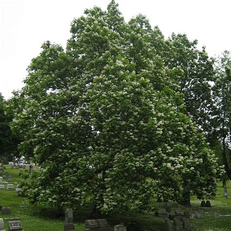 Catalpa Speciosa 3 Northern Catalpa Scioto Gardens Nursery