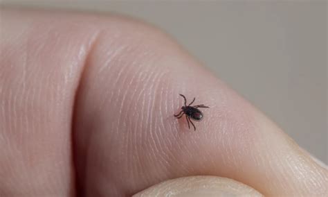 Vetor Da Febre Maculosa Carrapato Estrela Pode Ser Fonte De Vacina