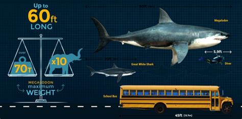 megladon - Google Search | Megalodon, Megalodon shark facts, Shark facts