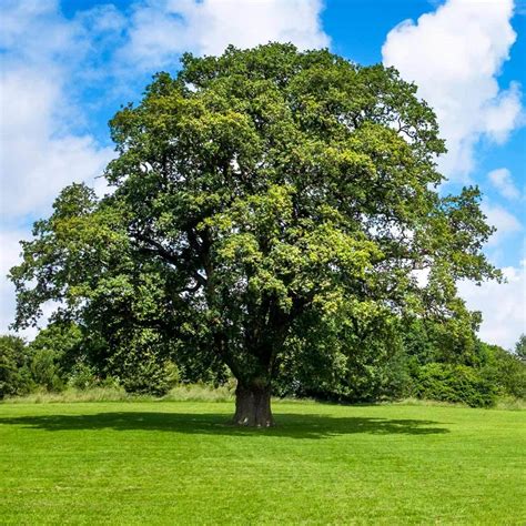 Quercus Shumardii Shumard Oak La Landscape Supply